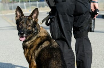 Drug Sniffing Dogs Charges Hudson County NJ